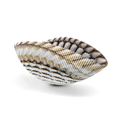 Shell Ivory and Brown, Murano Glass Bowl